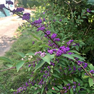 紫式部と、黄花コスモスの種、(その他)