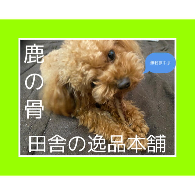 ワンちゃんが元気になる 鹿の骨 犬用 50g以上 小型犬 中型犬用の通販 By 田舎の逸品本舗 Shop ラクマ