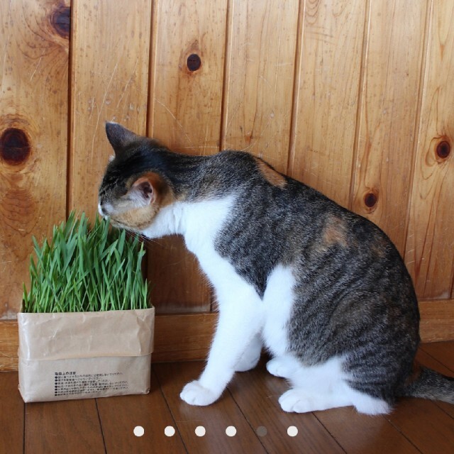 MUJI (無印良品)(ムジルシリョウヒン)の無印良品　猫草栽培セット【 1パックのみ】　猫草 その他のペット用品(猫)の商品写真