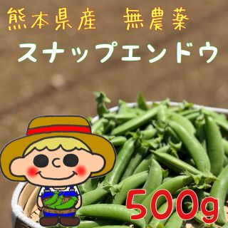 【無農薬】熊本県産　スナップエンドウ 500g(野菜)