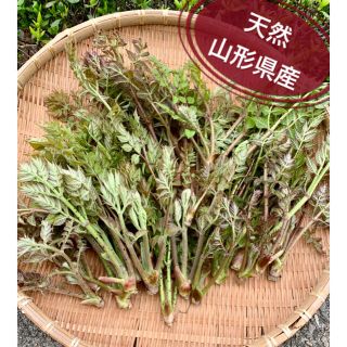 【採れたて箱いっぱい❗】山形県産タラの芽 葉のみ若葉300ｇ以上！大容量☆天然(野菜)