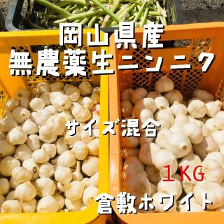 採れたて発送！無農薬生ニンニク1kg「倉敷ホワイト」岡山県産にんにく サイズ混合(野菜)