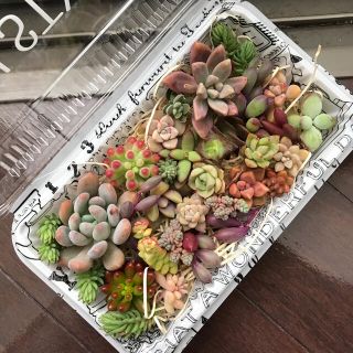 多肉植物カット苗セット2(その他)