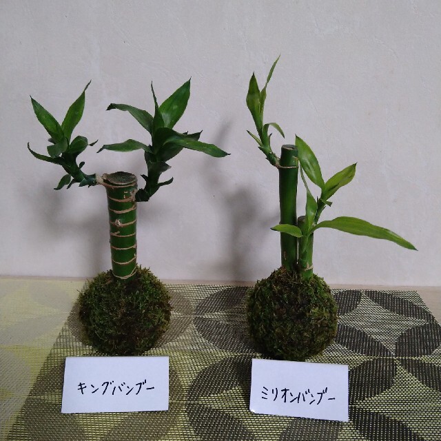 キングバンブーの苔玉 １つ の通販 By Moss Life ラクマ
