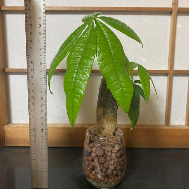 パキラ　観葉植物　ハイドロカルチャー ハンドメイドのフラワー/ガーデン(ドライフラワー)の商品写真