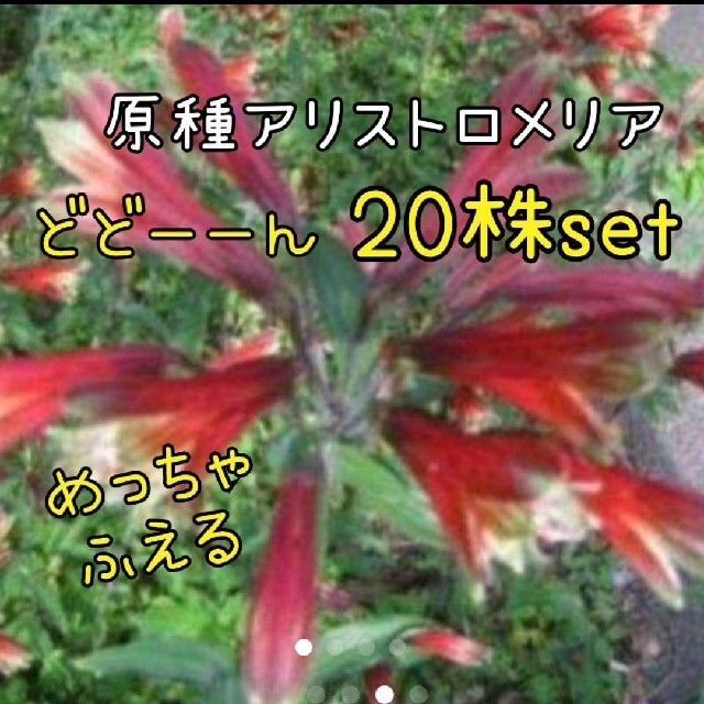 原種系アリストロメリア 百合水仙20株set(球根) ハンドメイドのフラワー/ガーデン(その他)の商品写真