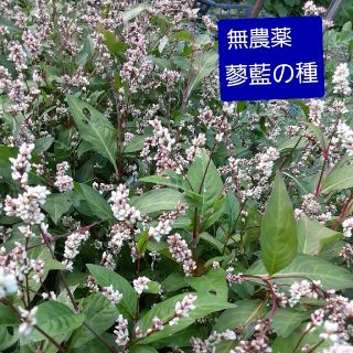 無農薬　蓼藍の種(その他)