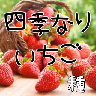 四季成りイチゴ ⑳粒 輸入種子 ハーブ 果実 野菜 種 (その他)