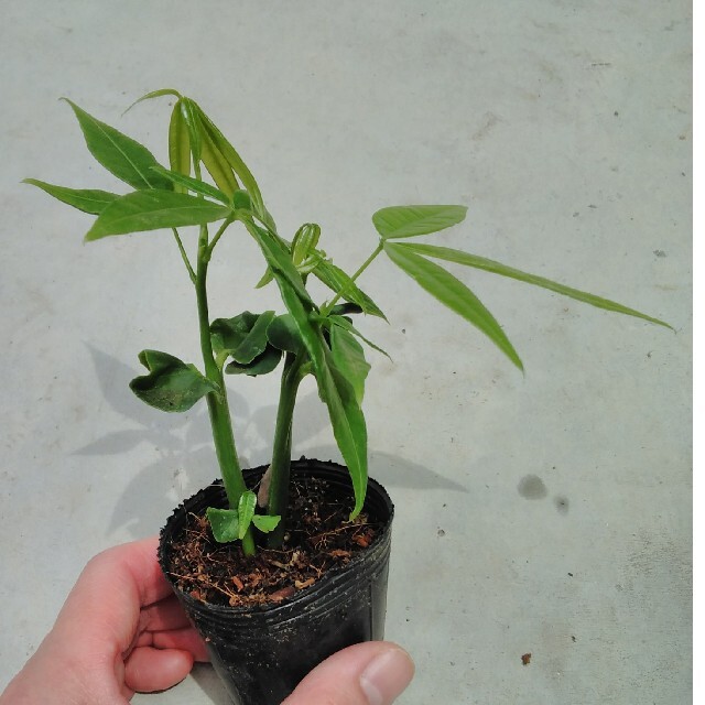 セットアップ 実生パキラ 観葉植物 パキラ 抜き苗 15 - 植物/観葉植物