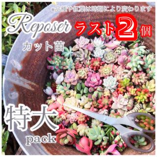 ルポゼ　多肉植物　春のおまかせカット苗　特大(その他)