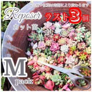 ルポゼ　多肉植物　春のおまかせカット苗　M(その他)