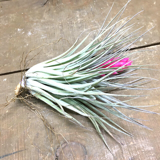 花芽付き株 Tillandsia チランジア コットンキャンディ　パープル　 ハンドメイドのフラワー/ガーデン(プランター)の商品写真