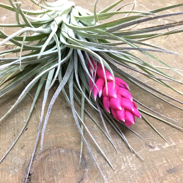 花芽付き株 Tillandsia チランジア コットンキャンディ　パープル　 ハンドメイドのフラワー/ガーデン(プランター)の商品写真