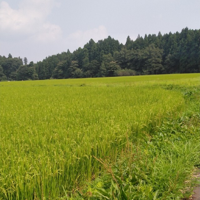 食品/飲料/酒令和2年産栃木県特一等米コシヒカリ30キロ玄米無農薬にて作ったお米です！！