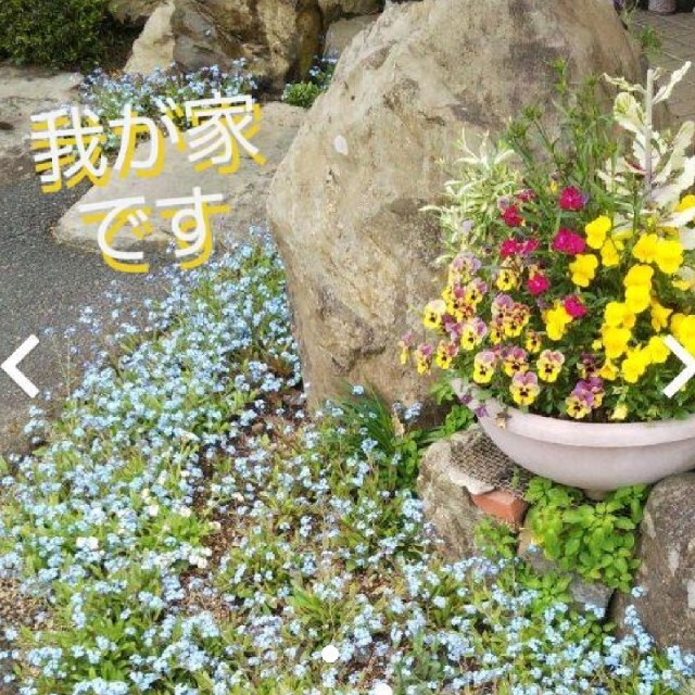 忘れな草    花苗 ３株set ハンドメイドのフラワー/ガーデン(その他)の商品写真