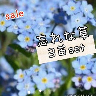 忘れな草    花苗 ３株set(その他)