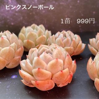 ピンクスノーボール　多肉植物(その他)