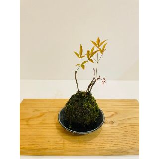 《ひまわりさま専用》苔玉３点とお皿３枚