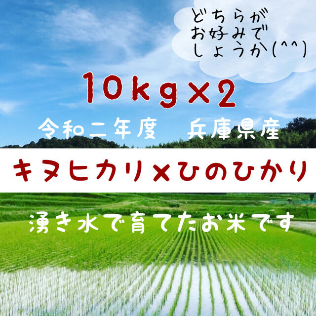 兵庫県産キヌヒカリひのひかり☆農家のお米　各10kg　米/穀物
