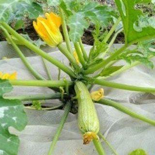 ズッキーニの種（無農薬自家栽培）2種類各５粒(野菜)