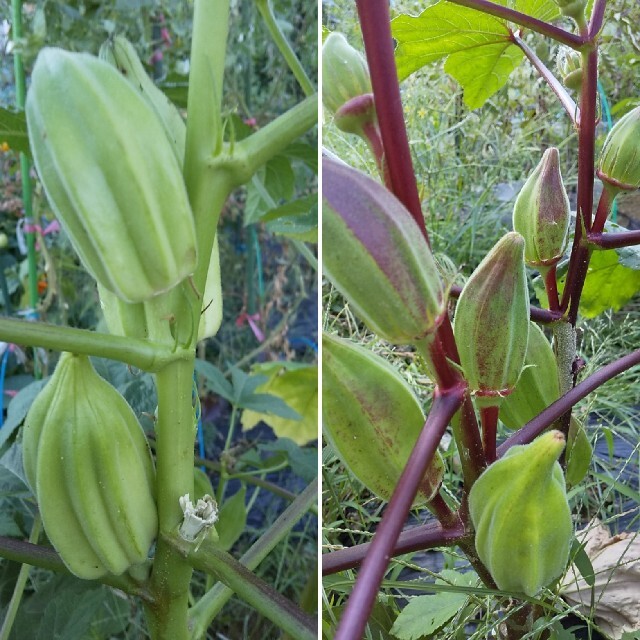 野菜の種 珍しいオクラの種 ダビデの星&ヒルカントリーレッド ハンドメイドのフラワー/ガーデン(その他)の商品写真