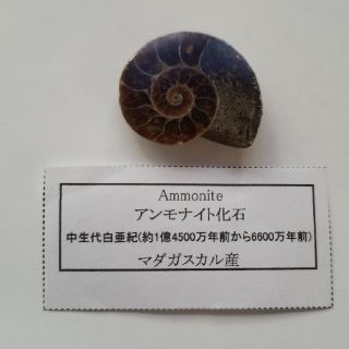 アンモナイト化石(その他)