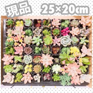 ルポゼ　多肉植物　春のカット苗セット　現品(その他)