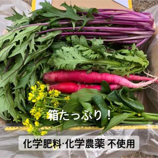 野菜詰め合わせ　サラダセット(野菜)