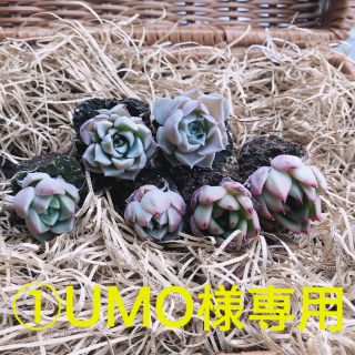 ①UMO様専用 韓国多肉植物 3種6苗セット❤お名前つけます(その他)