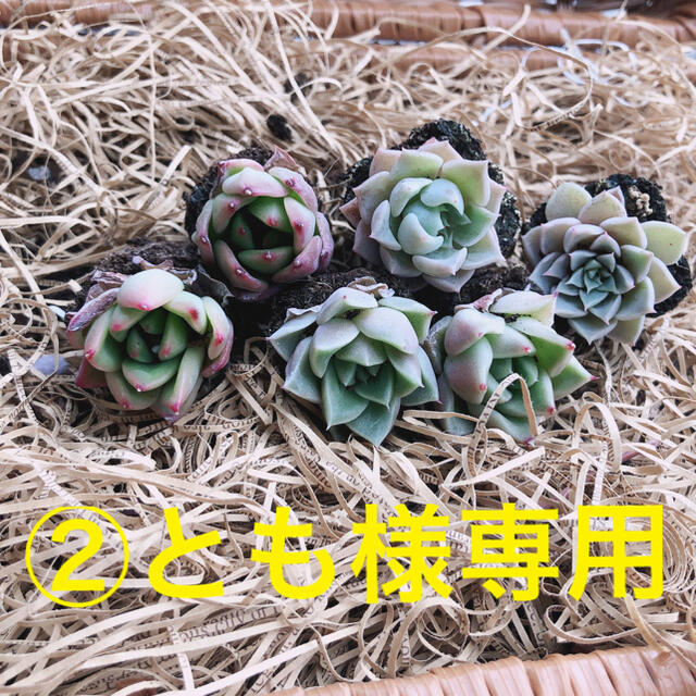 ②とも様専用 韓国多肉植物 3種6苗セット❤お名前つけます ハンドメイドのフラワー/ガーデン(その他)の商品写真