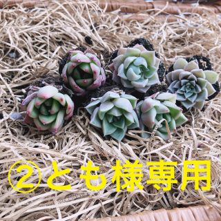 ②とも様専用 韓国多肉植物 3種6苗セット❤お名前つけます(その他)