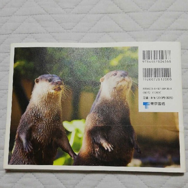 カワウソ　写真集 エンタメ/ホビーの本(その他)の商品写真