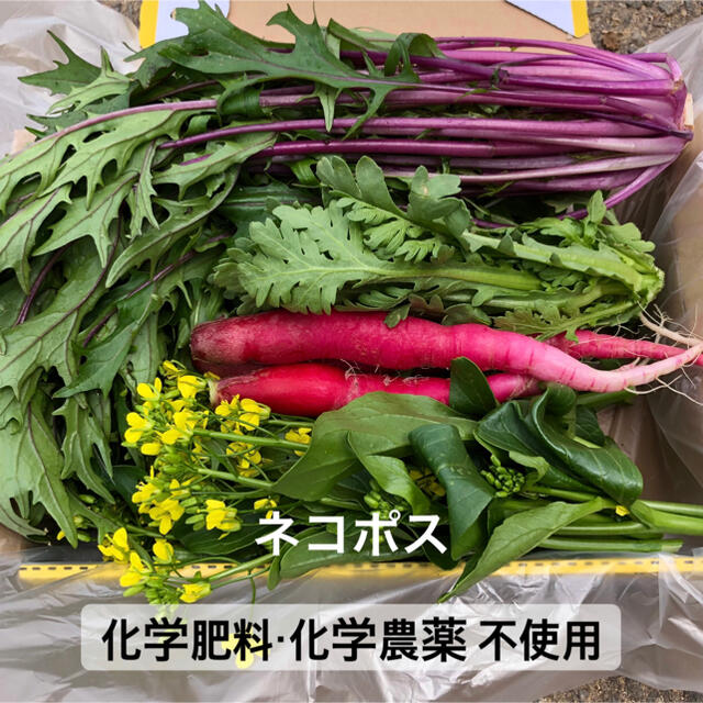 野菜詰め合わせ　サラダセット 食品/飲料/酒の食品(野菜)の商品写真