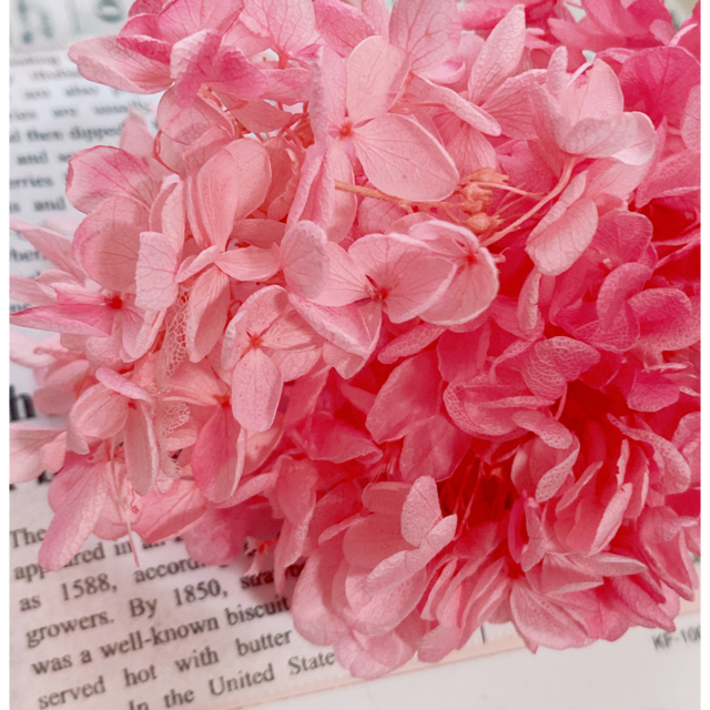 【花材】アジサイ ピンクローズ 【№2】 ハンドメイドのフラワー/ガーデン(プリザーブドフラワー)の商品写真
