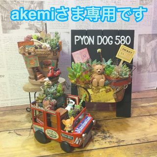 多肉植物　akemiさま専用オーダーページ(その他)