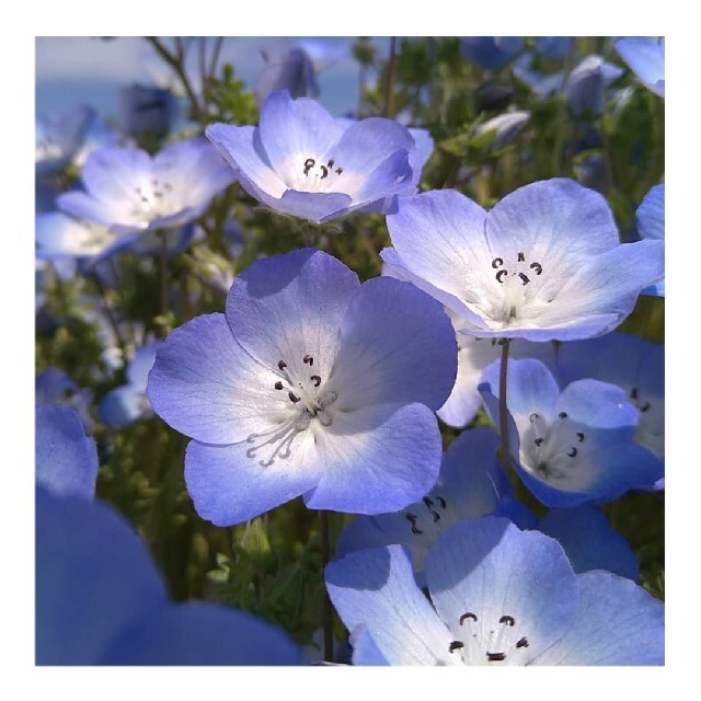 花の種沢山 青く美しい花 ネモフィラの種の通販 By ﾉ W ﾉ ラクマ