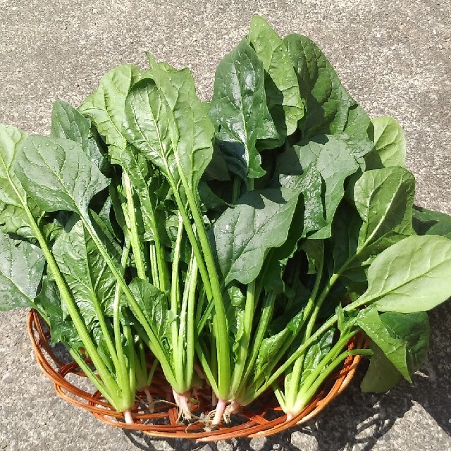 ほうれん草【無農薬】 食品/飲料/酒の食品(野菜)の商品写真