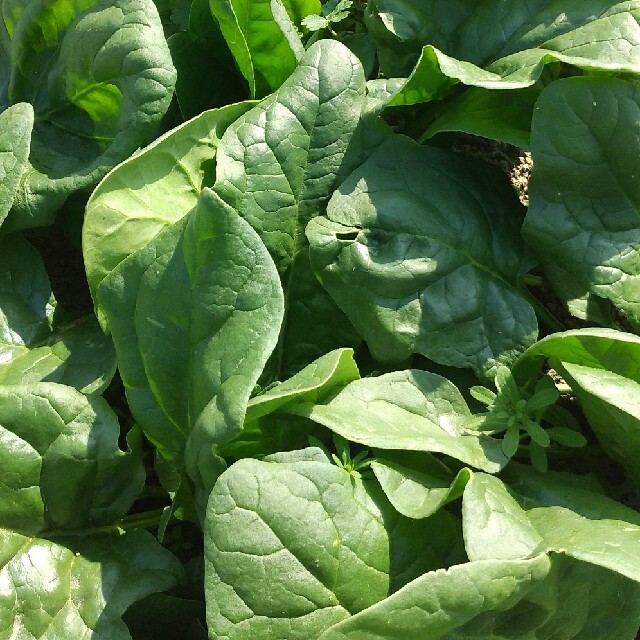 ほうれん草【無農薬】 食品/飲料/酒の食品(野菜)の商品写真