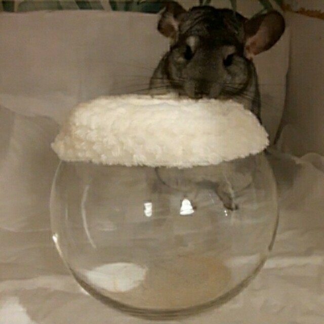 Mサイズ】 チンチラ 砂遊び 砂浴び デグー 容器 瓶 砂落とし Mサイズ】 チンチラ 砂遊び 砂浴び デグー 容器 瓶 砂落とし