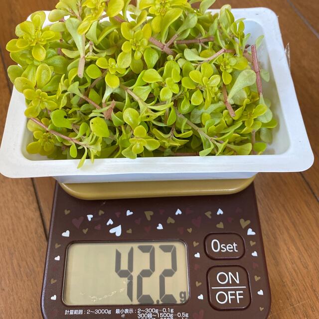 多肉植物　黄金丸葉万年草　カット苗40g ハンドメイドのフラワー/ガーデン(その他)の商品写真