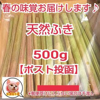 『【安心匿名取引/ポスト投函】期間限定☆春の味覚♪鳥取県産天然ふき500g(野菜)