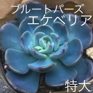 特大　レア多肉植物　ブルートパーズ　抜き苗(その他)