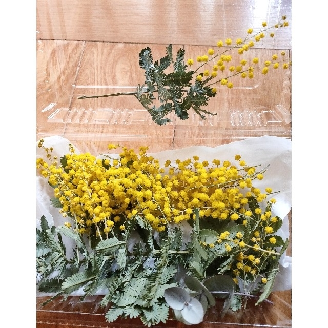 おまかせミモザ花部分+ミモザ葉っぱ+α ハンドメイドのフラワー/ガーデン(ドライフラワー)の商品写真