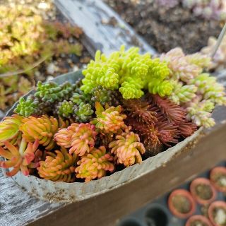 多肉植物　セダム詰め合わせ　カット苗(プランター)