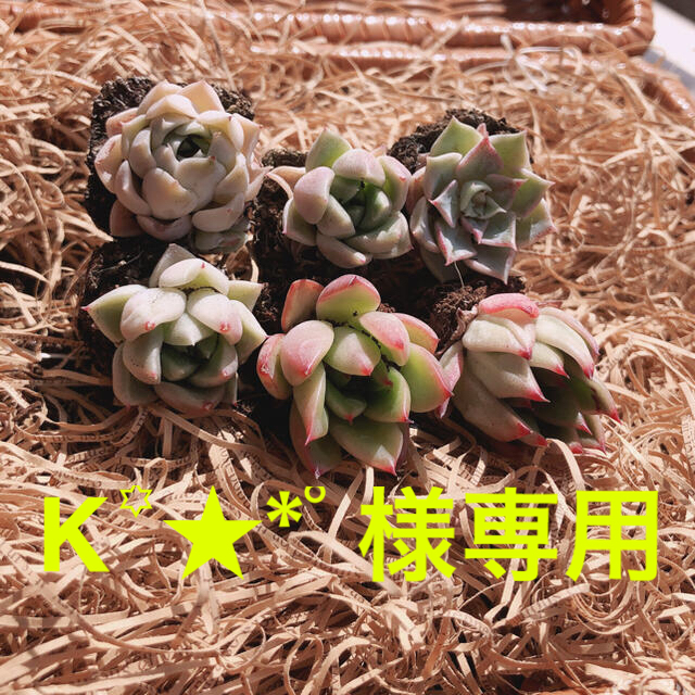 ②K꙳★*ﾟ様専用 韓国多肉植物 3種6苗セット❤お名前つけます ハンドメイドのフラワー/ガーデン(その他)の商品写真