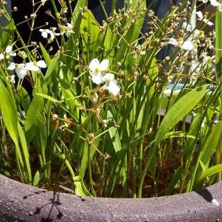 水草 ナガバオモダカ ３株+α(アクアリウム)