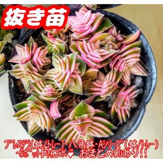 【抜き苗】茜の塔錦 多肉植物 クラッスラ 紅葉 プレステラ プラ鉢(その他)