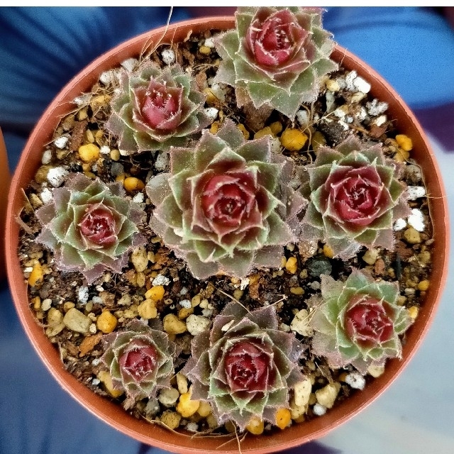 センペルビウム「タルフ」苗全部 多肉植物 植物 | ggstudyabroad.com