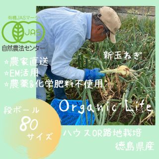 ✨オーガニック✨玉ねぎ約５kg✨エシカル消費✨(野菜)