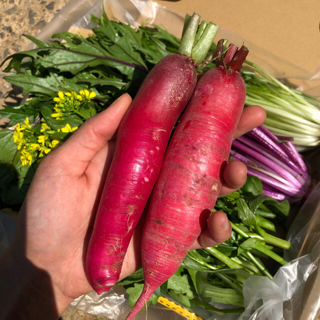 野菜詰め合わせ　サラダセット 食品/飲料/酒の食品(野菜)の商品写真